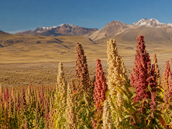 altiplano
