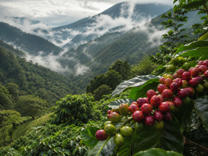 yungas